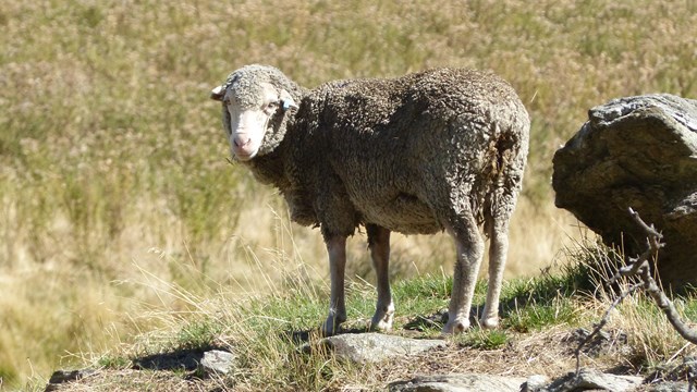 NZ/NZ-1027