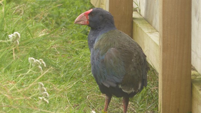 NZ/NZ-1038