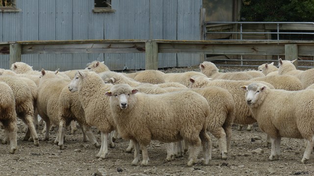 NZ/NZ-1057