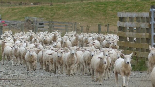 NZ/NZ-1058