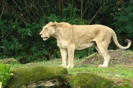 birmanie/birmanie-1140