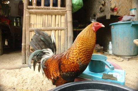 coq-1000