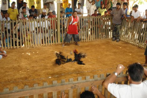 coq-1013