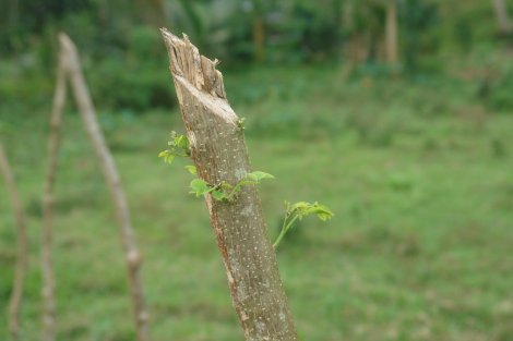 galera-1023